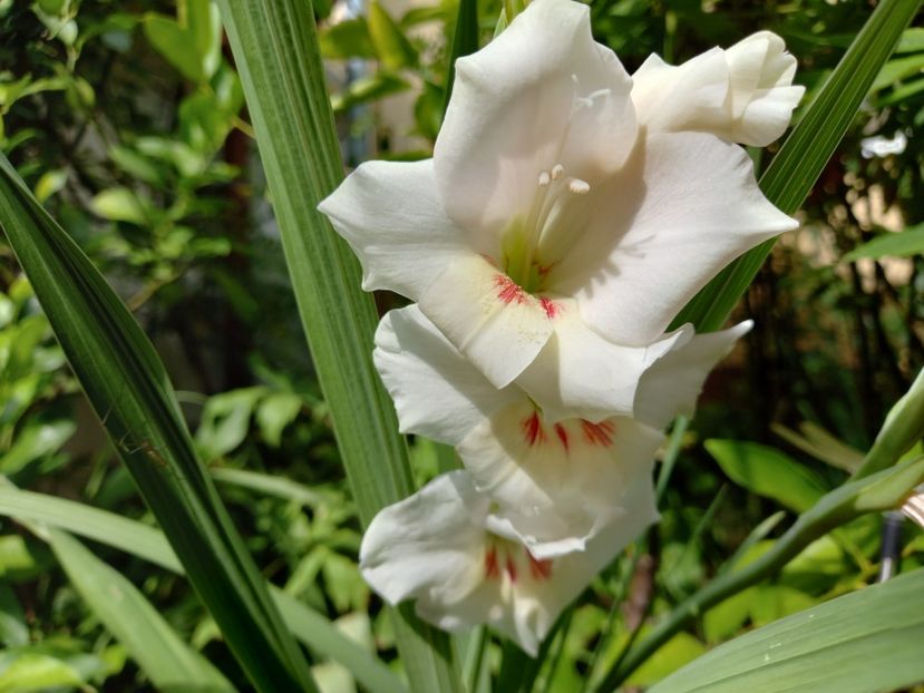 31.08.2022 - Grădina 2022 continuare 3