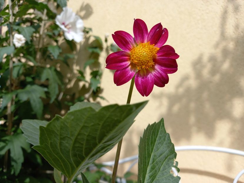  - Grădina 2022 continuare 3