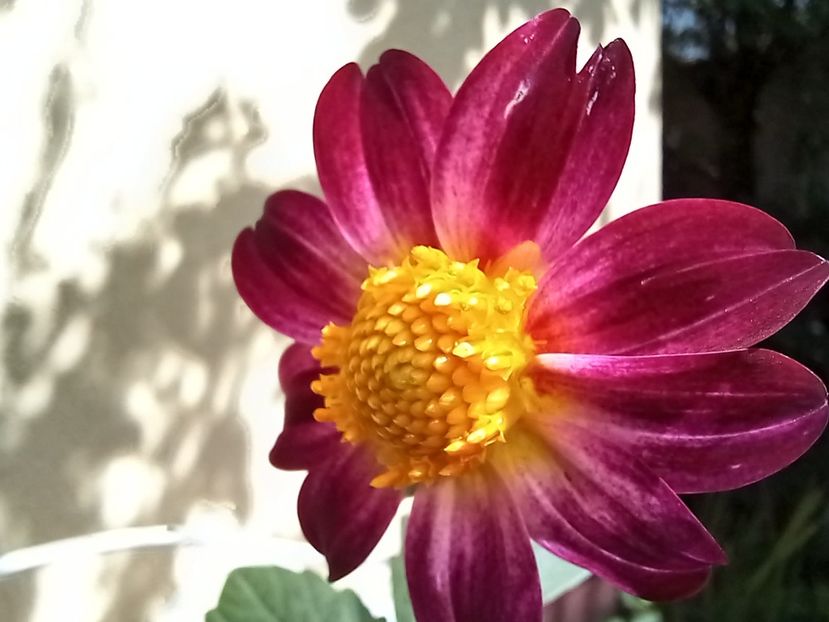  - Grădina 2022 continuare 3