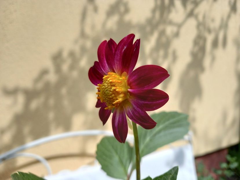  - Grădina 2022 continuare 3