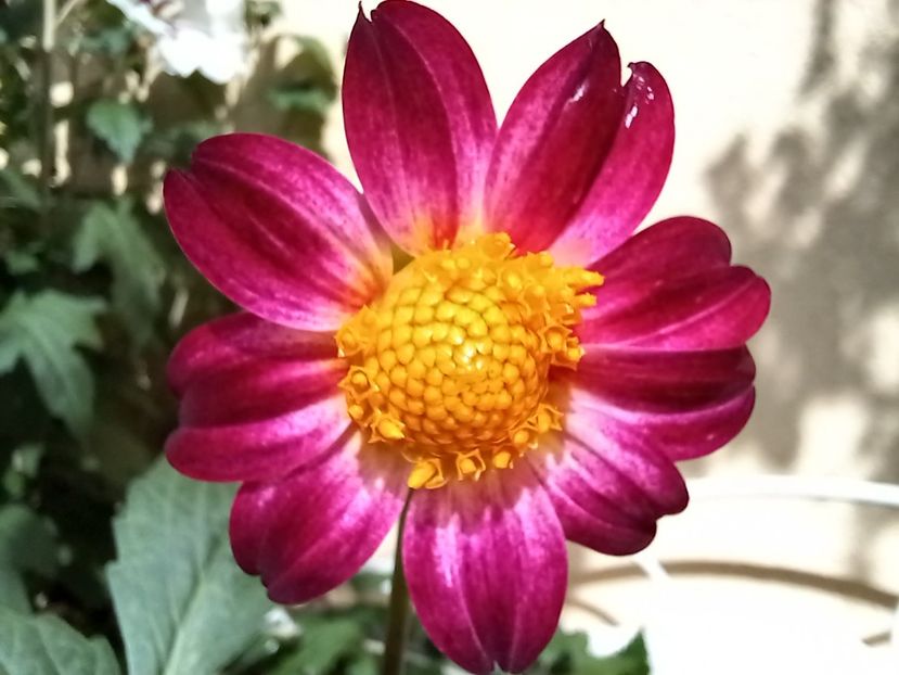  - Grădina 2022 continuare 3