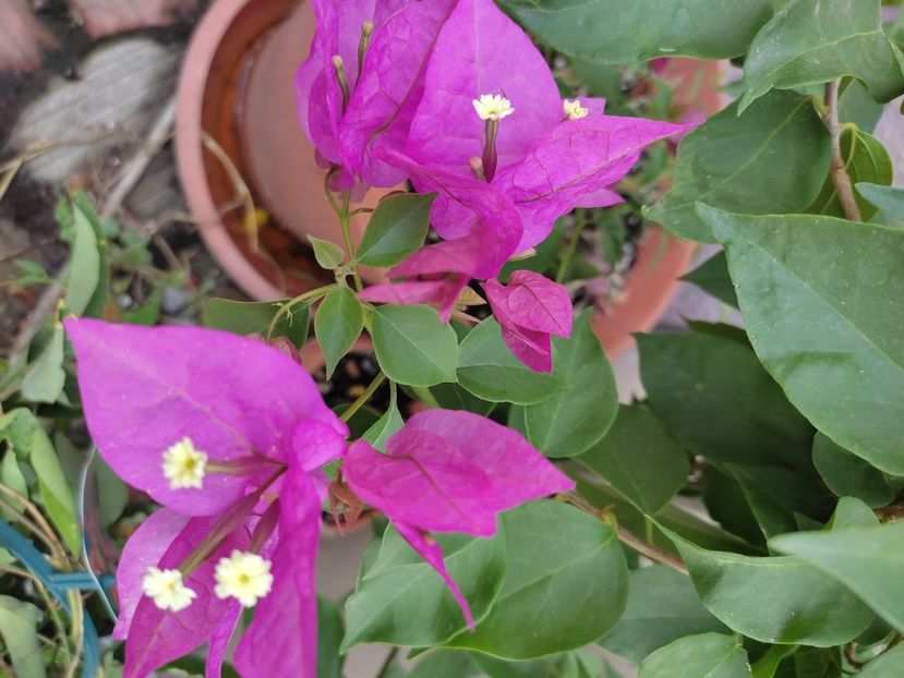  - Bougainvillea