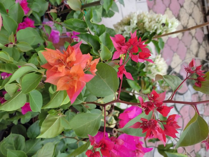  - Bougainvillea