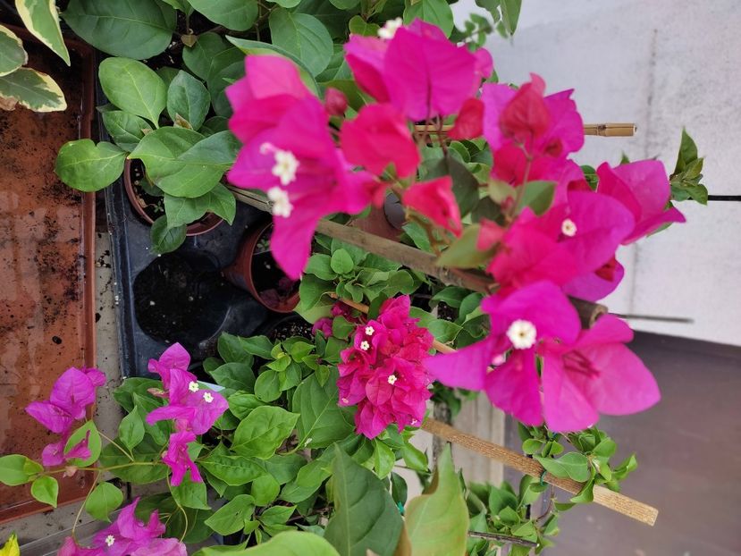  - Bougainvillea