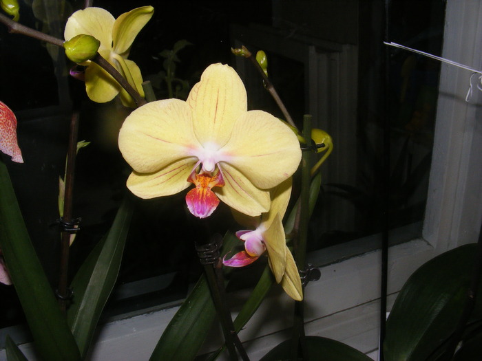 phalae1 - orhidee