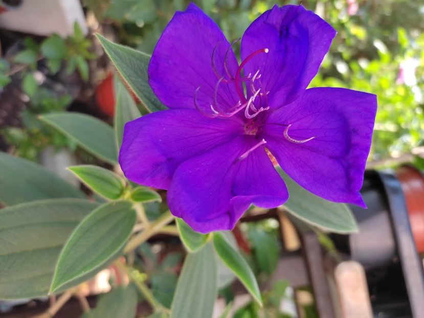 Tibouchina - Diverse plante