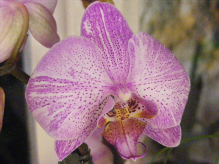 phalae2 - orhidee