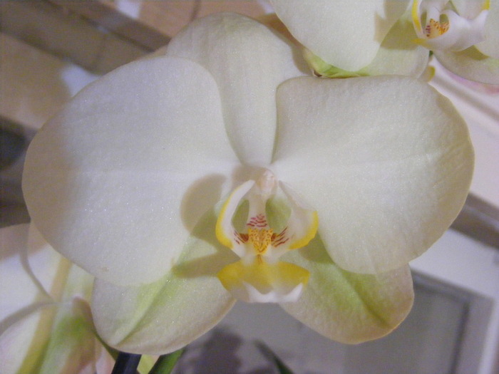 phalae5 - orhidee