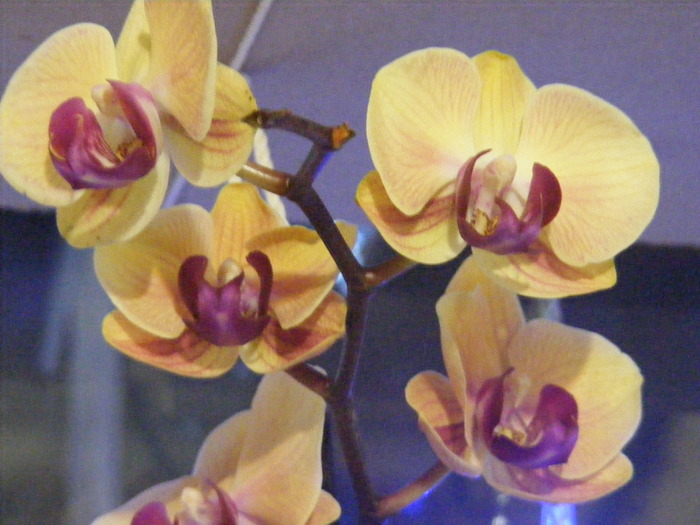 phalae6 - orhidee