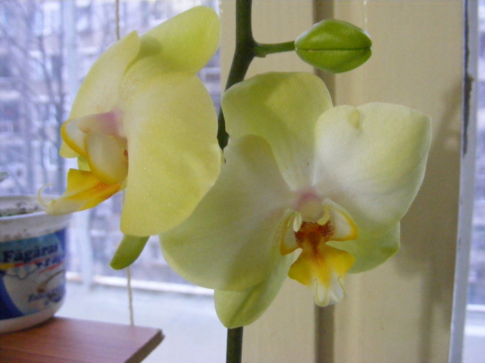 phalae7 - orhidee