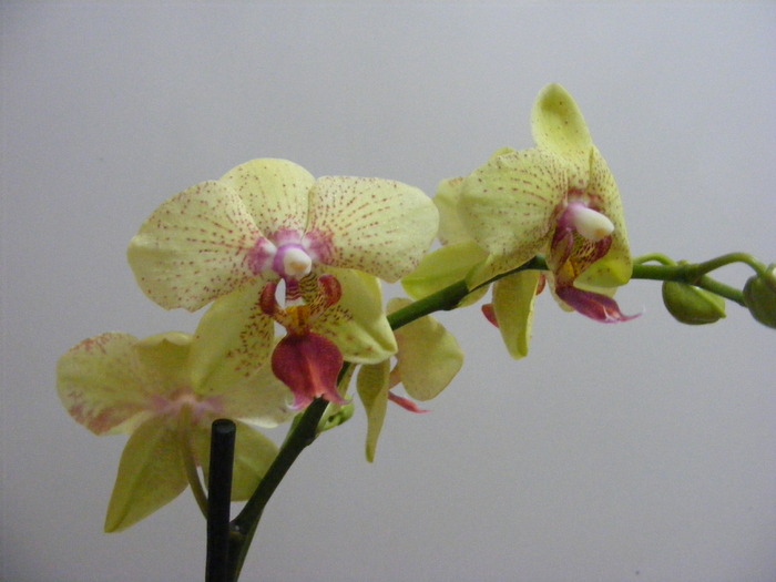phalae8 - orhidee