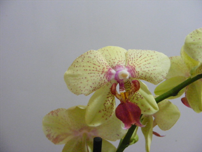 phalae8 - orhidee