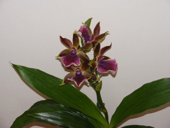 zygopetalum - orhidee