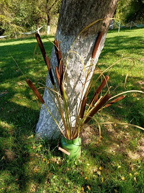 IMG20220819160319 - Bran - Brașov