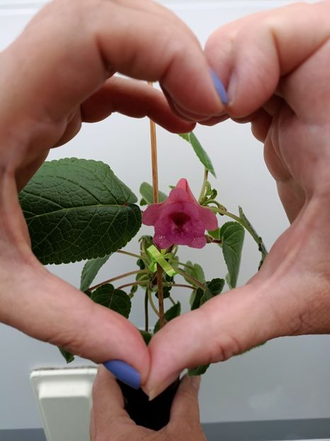 Img.2022.08.21- întâlnire cu Simona ❤️❤️❤️ - Bran - Brașov