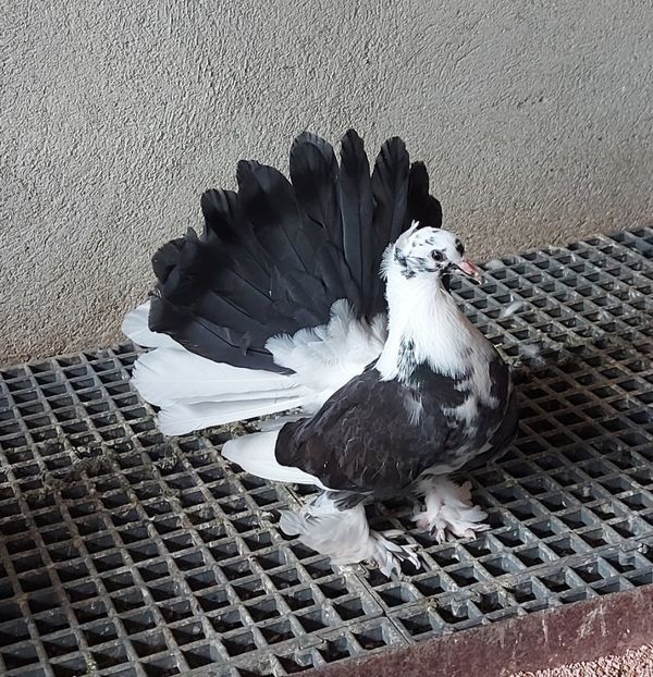 Femela 2022 - Voltati indieni - Vanduti sau donati