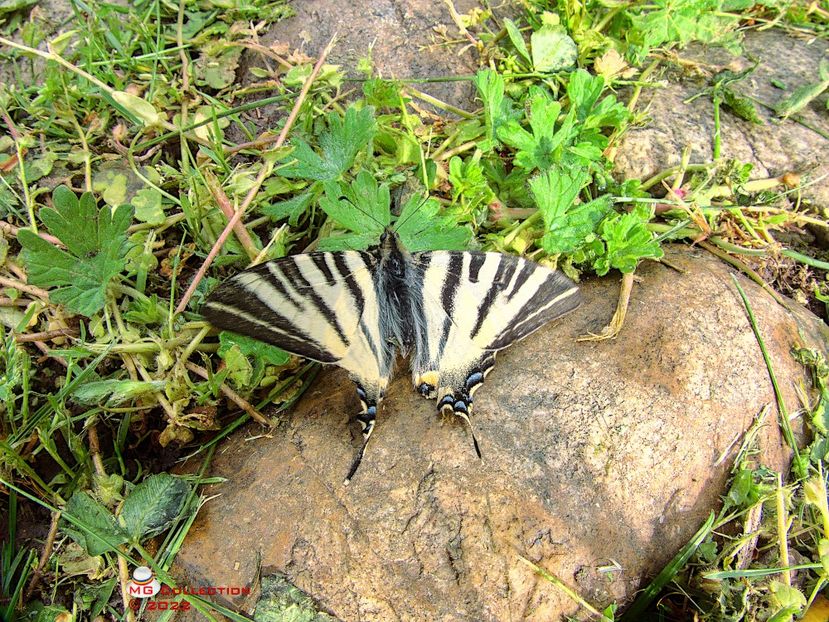 w-Fluture coada randunicii-Butterfly - INSECTE - BUGS