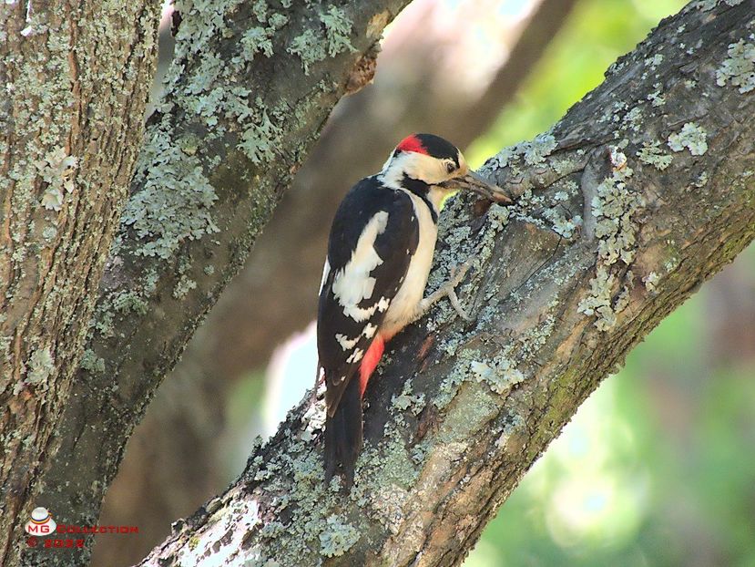 w-Woody - PASARI - BIRDS