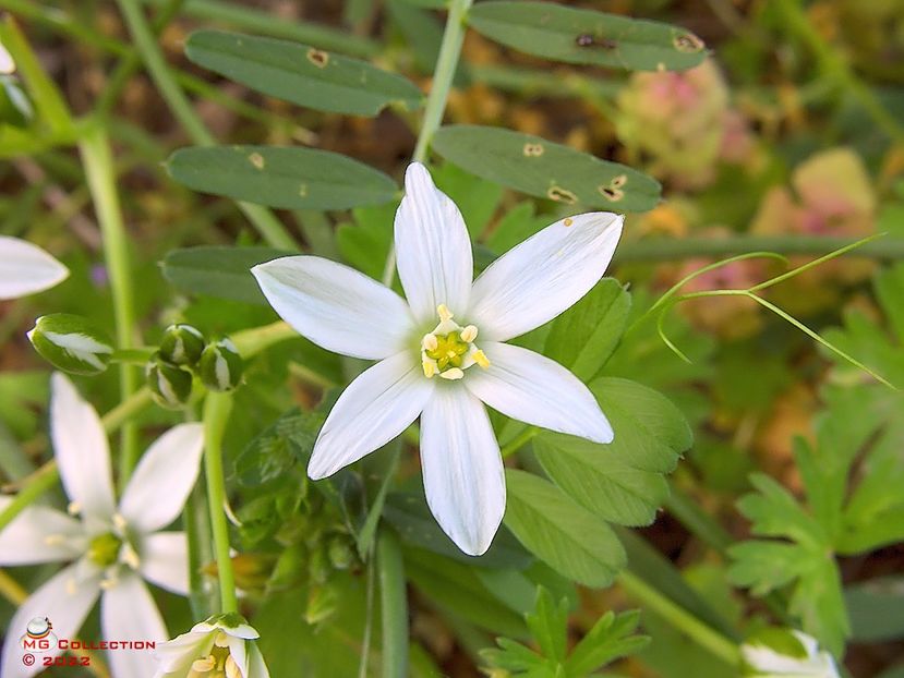 w-Floare de primavara-Spring flower - FLORI - FLOWERS