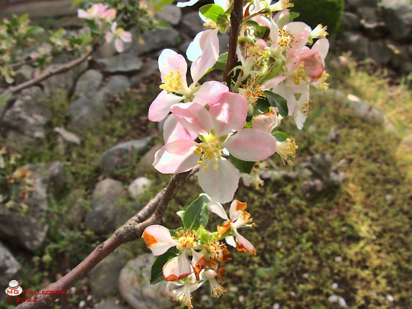 w-Flori de mar-Apple flowers - FLORI - FLOWERS