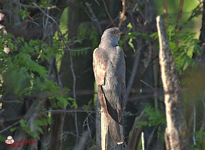 w-Cucu Bird (2) - PASARI - BIRDS