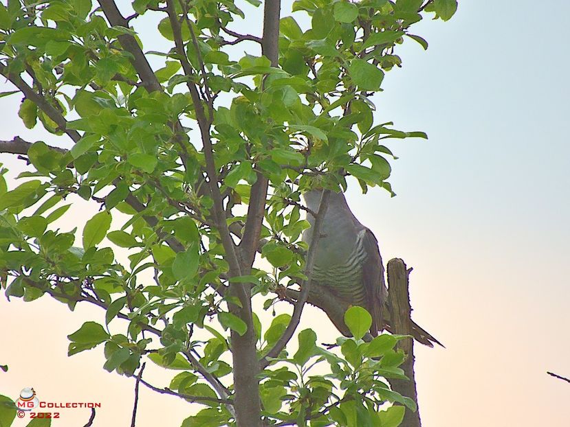 w-Cucu bird - PASARI - BIRDS