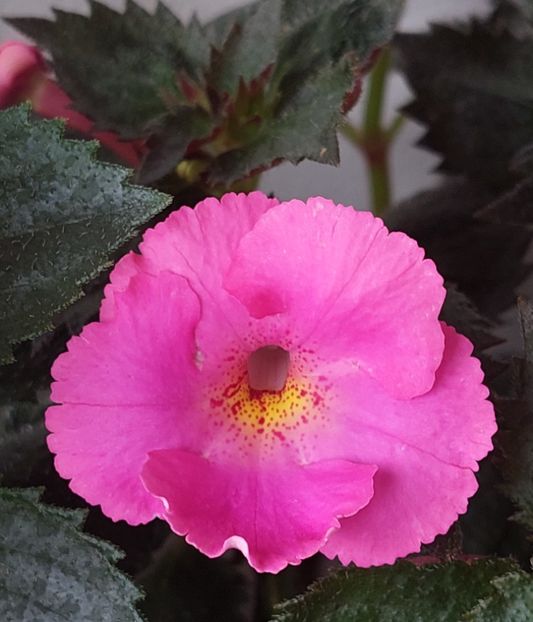 BRID'S PINK LILY - AAA RIZOMI ACHIMENES DISPONIBILI -2023