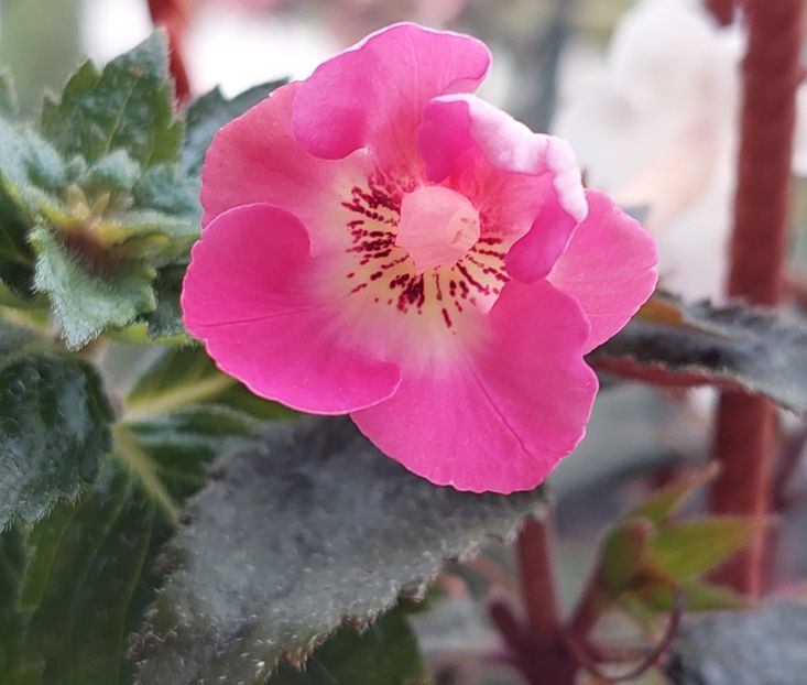  - APPLE BLOSSOM