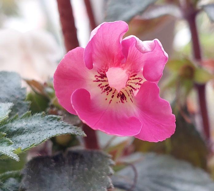  - APPLE BLOSSOM