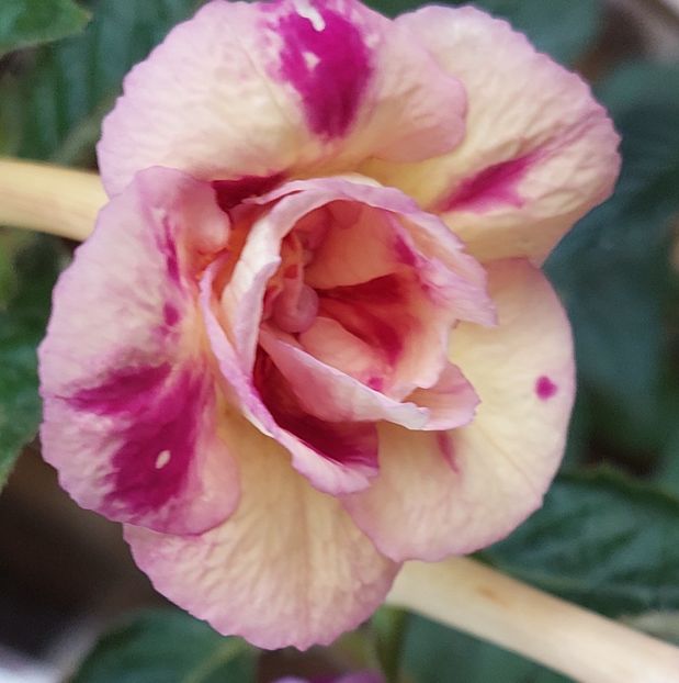 SUN DANCE - AAA RIZOMI ACHIMENES DISPONIBILI -2023