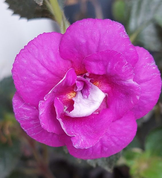  - PURPLE MYSTERY