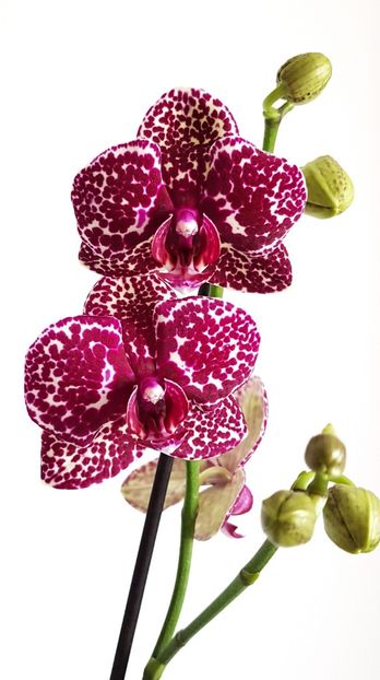 Lioulin Wild Cat - Phalaenopsis 2