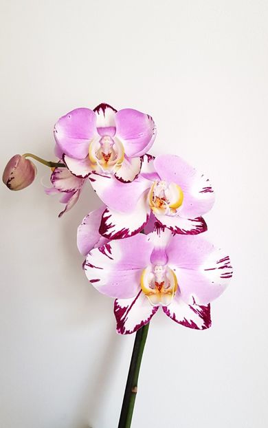 Art Nouveau ( 1994) - Phalaenopsis 2