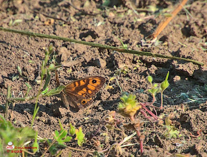 w-Fluture-Butterfly - FLUTURI - BUTTERFLYS