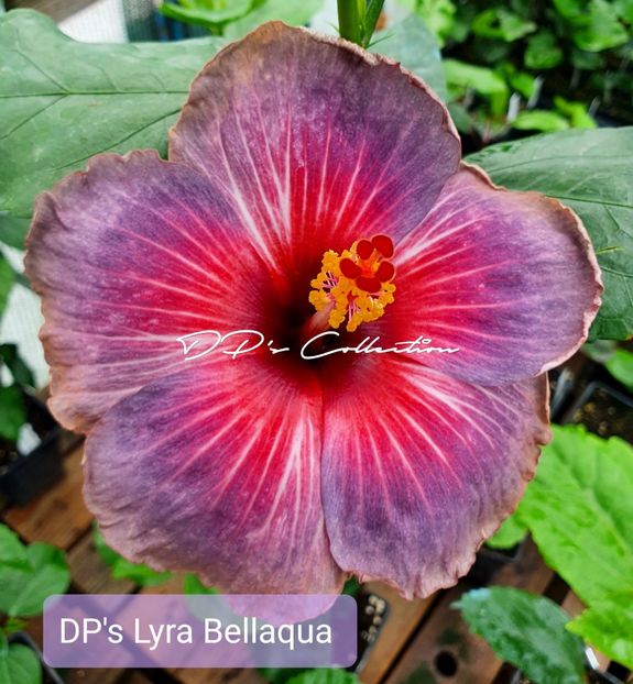 DPs Lyra Bellaqua - 180 - 0 - A - H Poze albume vanzari