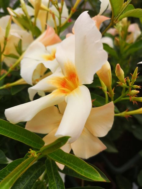 Dipladenia apricot - 0 0 2022