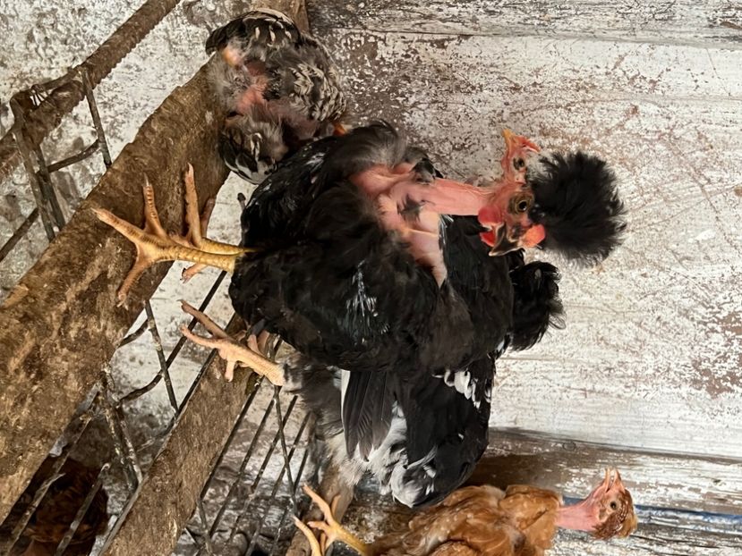 DAC07AF7-DD37-4C7F-BEBC-1AC176407EF3 - puisori 2022