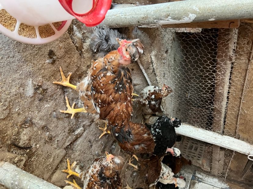 35614ACC-14C5-4EB8-873B-B568C4C1645A - puisori 2022