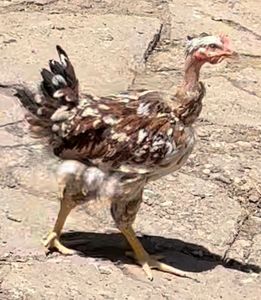 15FDC952-22E4-43F3-8A1A-23AA3ADA6B21 - puisori 2022