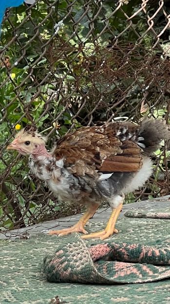 B8EED949-ED0F-4277-9F5B-AD14AC751CC0 - puisori 2022