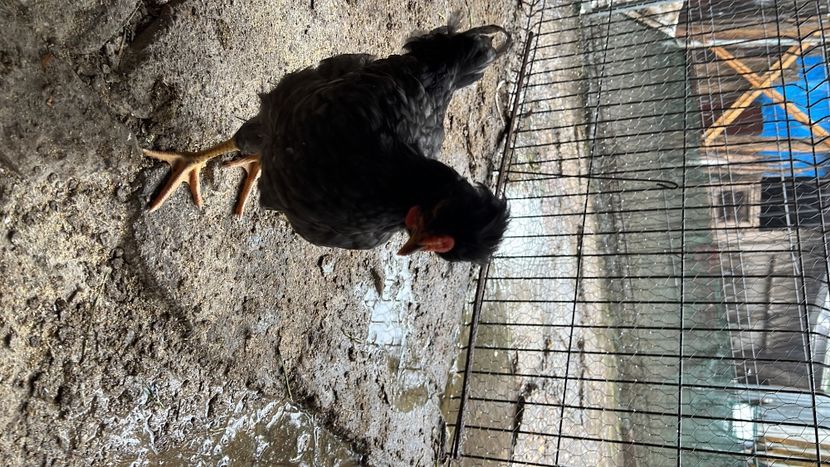 604CCCBC-F19B-4FC1-BBF8-DBB3012D815B - puisori 2022