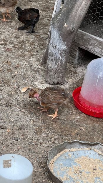 68F258CF-A913-439E-901E-372BCC7F67A2 - puisori 2022