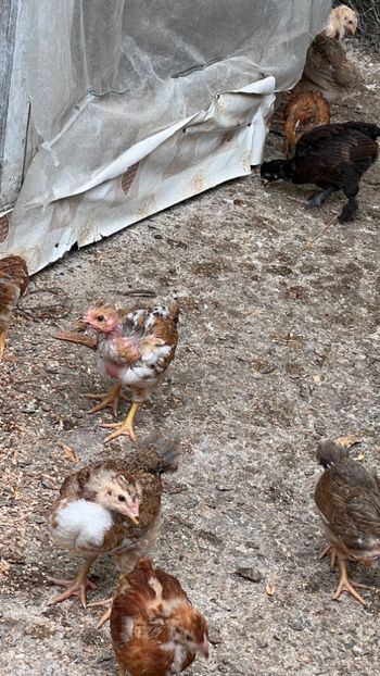 B19619C8-39AB-48DA-9B99-F208BF3E6472 - puisori 2022