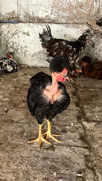 14A3FE8B-AABF-40F2-BE9F-ED654EDF8F86 - puisori 2022