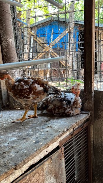 1DB9861F-2551-4438-926C-25BD904AF394 - puisori 2022