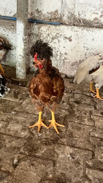 A3D0F298-B44E-4F1B-B84D-547C6ABB0765 - puisori 2022