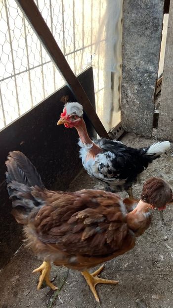 051832D6-ED5C-456A-AABF-2C84C12B6647 - puisori 2022