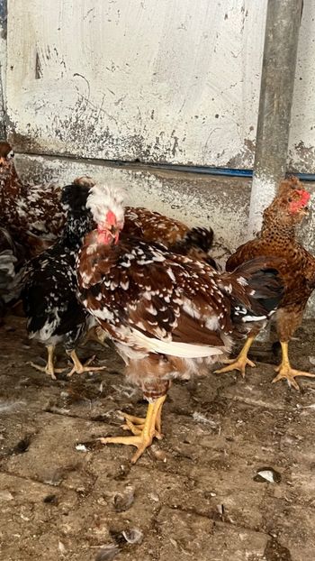 AA32F57E-EC59-4605-90D0-0D158E910014 - puisori 2022