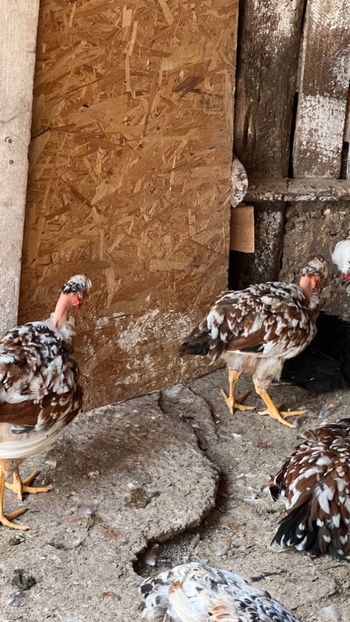 57DD5ABE-B723-449B-8E2B-FBF0F597C6B4 - puisori 2022