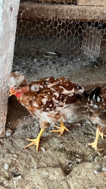 D80515FE-ADC4-4DF0-B218-348526877531 - puisori 2022